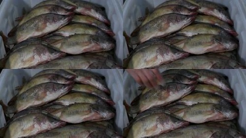 防騙在行動，手工之家提醒大家買海鮮注意這幾點，可以不上當(dāng)受騙