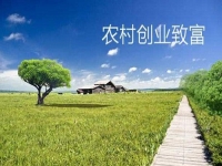 新型農(nóng)村創(chuàng)業(yè)小項(xiàng)目，會(huì)拍短視頻就能賺錢(qián)，兼職副業(yè)都可以做