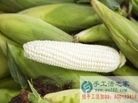 手工活之家客戶講解種植“水果玉米”被騙過程，為大家提個醒